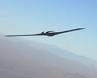 File image of the Skunkworks tailless UAV.